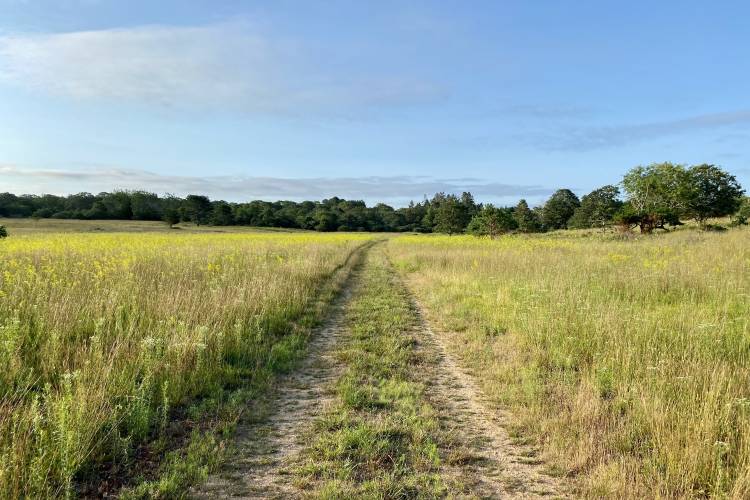 Martha's Vineyard Trails