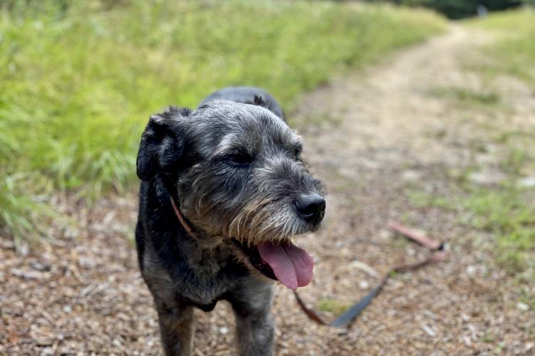 Dog on a trail