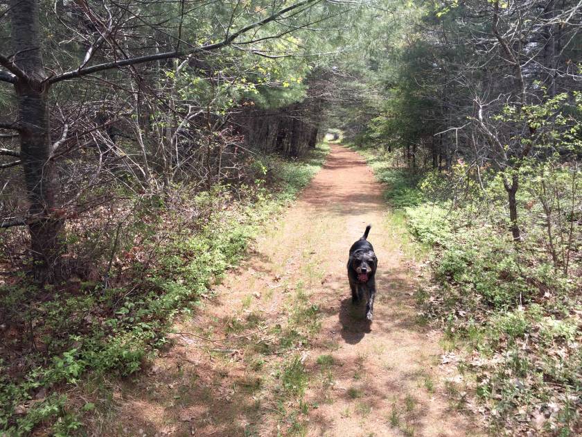 Many Trails Allow Dogs